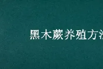 黑木蕨养殖方法