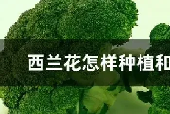 西兰花怎样种植和管理