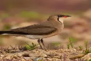 鱼鳞燕鸟吃什么食