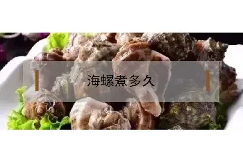 海螺煮多久