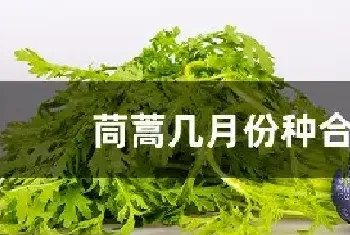 茼蒿几月份种合适