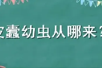 皮蠹幼虫从哪来