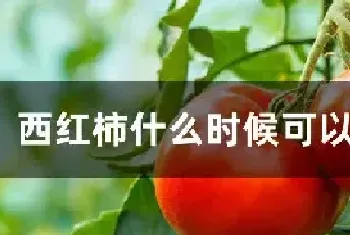 西红柿什么时候可以摘下来