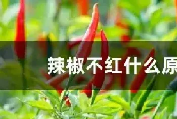 辣椒不红什么原因