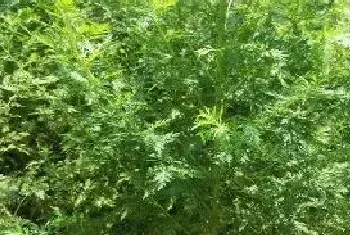 青蒿种植效益分析