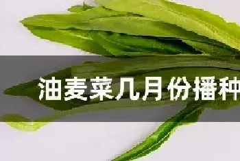 油麦菜几月份播种最佳