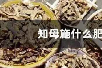 知母施什么肥