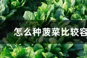 怎么种菠菜比较容易出