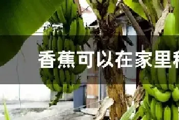 香蕉可以在家里种吗