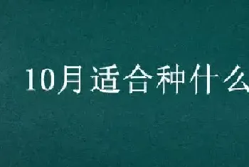 10月适合种什么果树