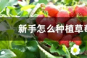 新手怎么种植草莓苗