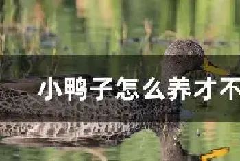 小鸭子怎么养才不会死