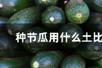 种节瓜用什么土比较好