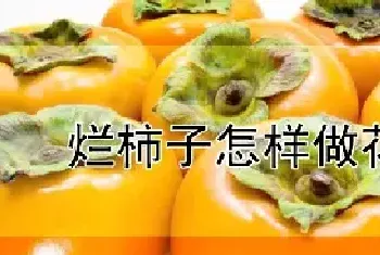 烂柿子怎样做花肥