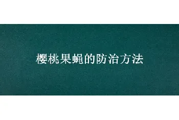 樱桃果蝇的防治方法