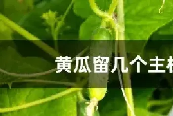 黄瓜留几个主枝