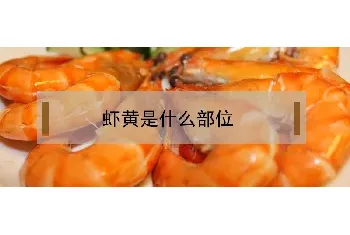 虾黄是什么部位