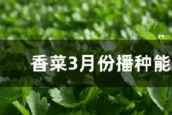 香菜3月份播种能出吗