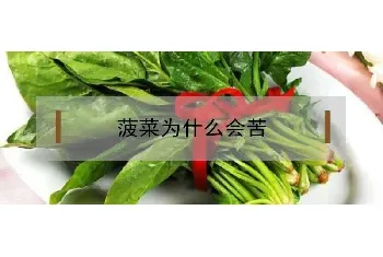 菠菜为什么会苦