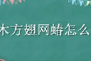 悬铃木方翅网蝽怎么防治