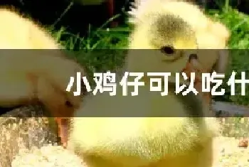 小鸡仔可以吃什么