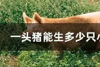 一头猪能生多少只小崽子