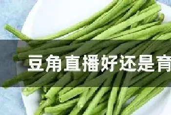 豆角直播好还是育苗好