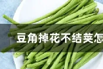 豆角掉花不结荚怎么办