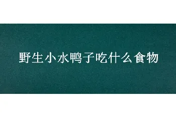 野生小水鸭子吃什么食物