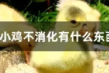 小鸡不消化有什么东西帮助吗