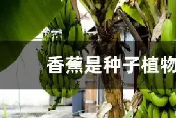 香蕉是种子植物吗