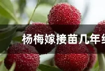 杨梅嫁接苗几年结果