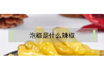 泡椒是什么辣椒