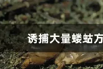 诱捕大量蝼蛄方法