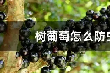 树葡萄怎么防虫