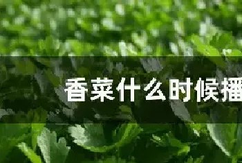 香菜什么时候播种