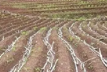 甘蔗的种植效益分析