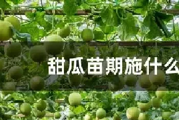 甜瓜苗期施什么肥