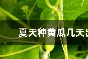 夏天种黄瓜几天出苗