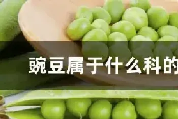 豌豆属于什么科的植物