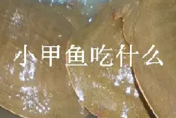 小甲鱼吃什么