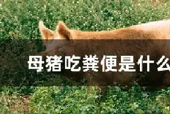 母猪吃粪便是什么原因