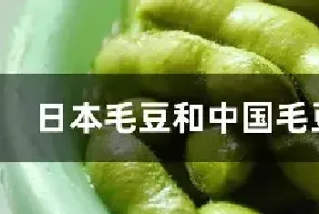 日本毛豆和中国毛豆区别