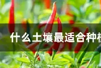 什么土壤最适合种植辣椒