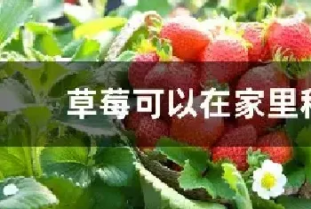 草莓可以在家里种吗