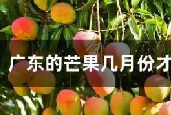 广东的芒果几月份才可以摘