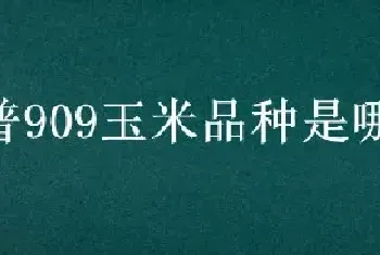 瑞普909玉米品种是哪个公司的