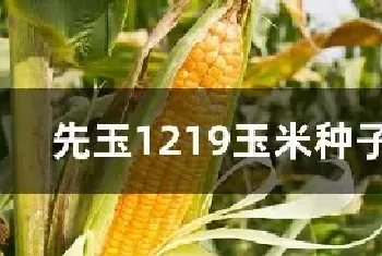 先玉1219玉米种子积温