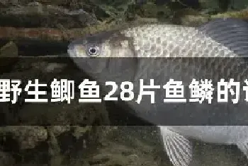 野生鲫鱼28片鱼鳞的说法对吗