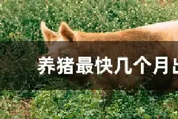 养猪最快几个月出栏